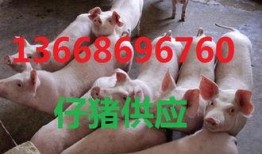 小猪崽子爆料视频大全下载