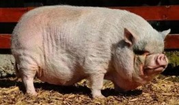 小猪崽子爆料视频大全下载