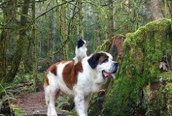 大狗最新爆料新闻视频下载,最新爆料新闻视频深度解析