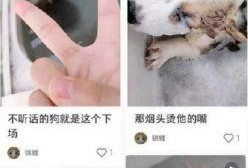 柯基最新爆料视频大全,萌态百出引网友热议