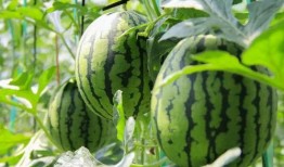 免费吃新瓜,尽享夏日新瓜盛宴