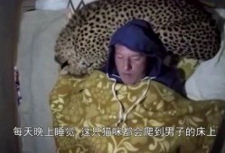 社宅妻暴行在线观看,揭开家庭暴力背后的黑暗面